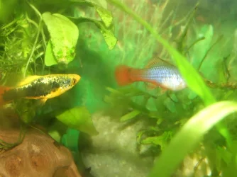 Moby the Goby 2493.webp