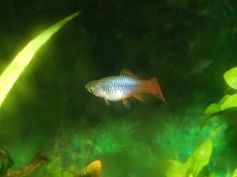 Moby the Goby 2497.jpg
