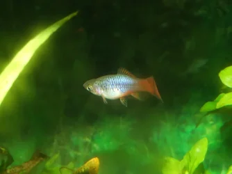 Moby the Goby 2497.webp