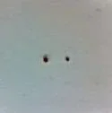 Pellets1.webp Pellets1.webp