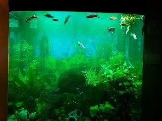 Tank in treatment 1.webp