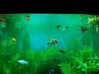 Tank in treatment 2.webp