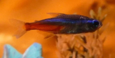 fish1.webp