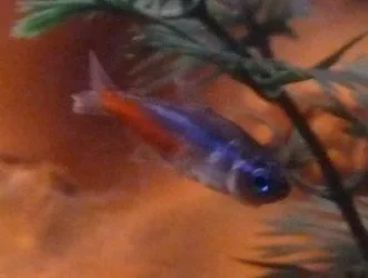 fish3.webp
