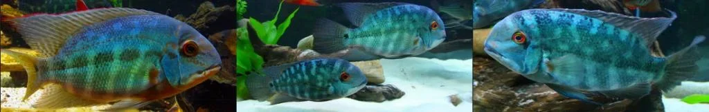 cichlid-Parrot.webp