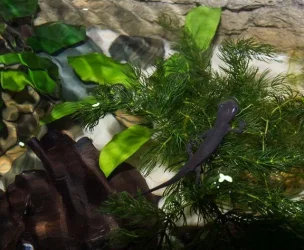 newt.webp