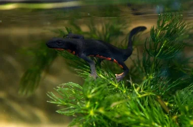 newt1.webp