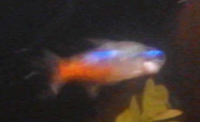 fish5.webp