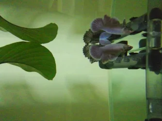 CAM00460~2.webp CAM00460~2.webp
