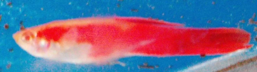 Red Albino Guppy.webp