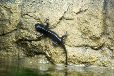 newt1111.webp