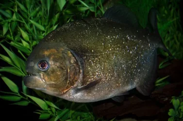 newt11112233.webp