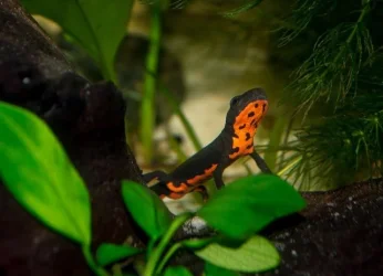 newt1111223.webp
