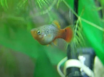 Moby the Goby 2541.webp