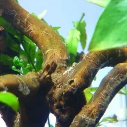 nematodes.webp nematodes.webp