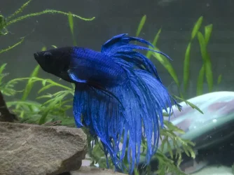 betta.webp betta.webp