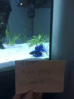 betta1.webp betta1.webp