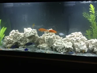 50G HYBRID RED Z FEMALE MALE.webp