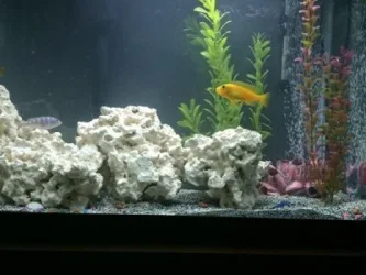 50G KENYI MALE AGGRESSION.webp