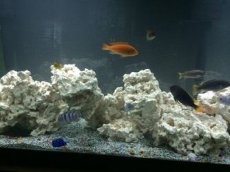 50G MIDTANK CLOSEUP RESIZED.jpg