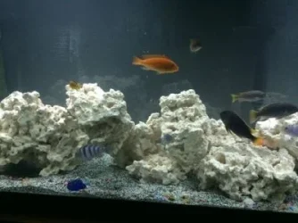 50G MIDTANK CLOSEUP RESIZED.webp
