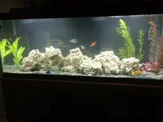 50G WITH CORAL RESIZED.webp