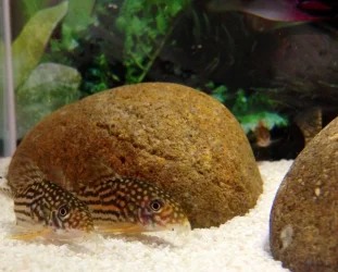 Sterbai Cory FOTM (2).webp