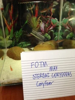 Sterbai Cory FOTM Verification.webp