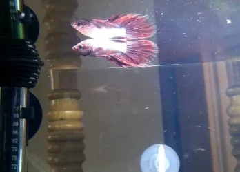 Betta # 4.webp