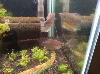 gourami.webp