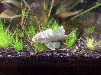 pleco.webp
