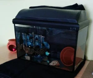 turqoise Betta in tank.webp