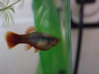 Moby the Goby 2575.webp