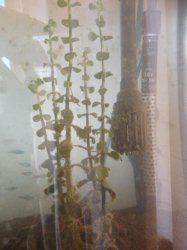 Algae 2.jpg