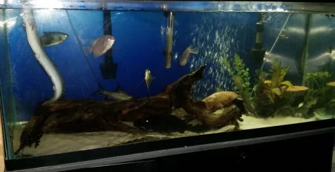 fishpost.webp