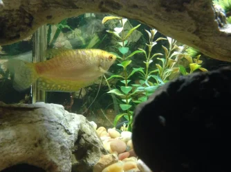 Gourami 1.webp Gourami 1.webp