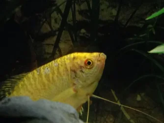 Gourami 2.webp Gourami 2.webp