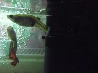 DSCF2743.webp