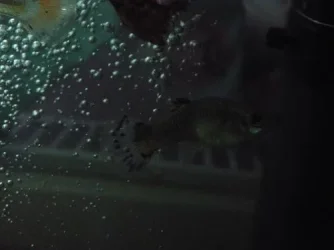 DSCF2741.webp