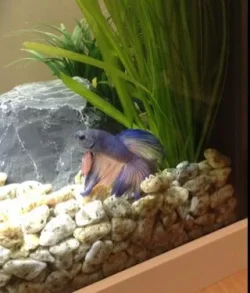 when i got neptune in january.webp