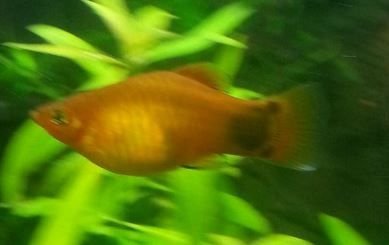 Platy1.JPG