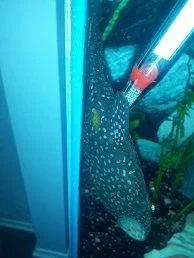 pleco2.webp