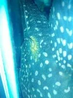 pleco1.webp