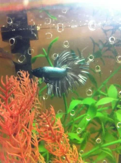 rsz_betta_2.webp