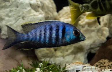 fish111111111.webp