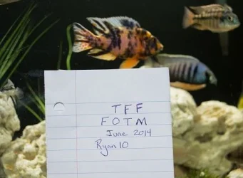 fish1111111111.webp