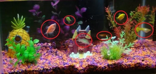 fishtank1.webp