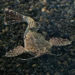 catfish.webp