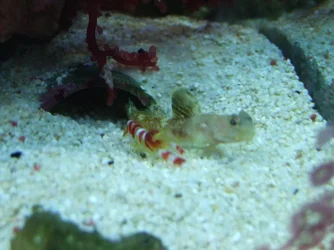 Moby the Goby 2027.webp Moby the Goby 2027.webp