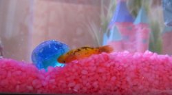 Fish ill.jpg Fish ill.jpg